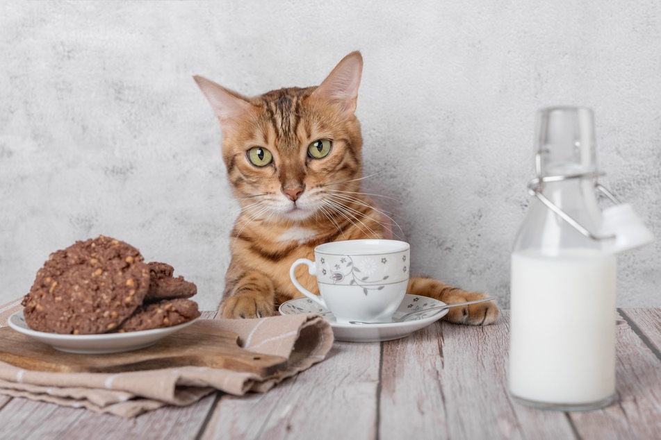 Is it okay for cats to drink milk? Aren't they lactose intolerant?