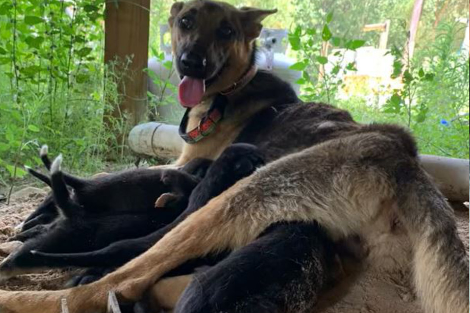 Nala and her six puppies have been reunited, with six of the little ones already finding their forever homes.