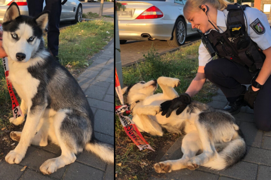 Mehrere Polizisten haben in Bonn mit einem verängstigten Husky geschmust.