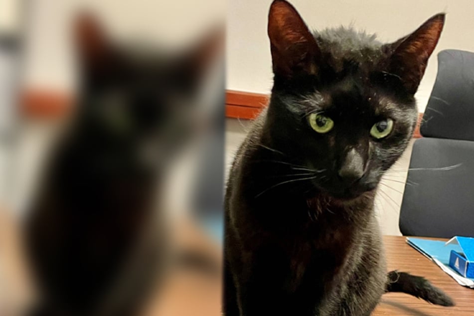 Rowdy the cat has been safely captured after a three-week game of hide-and-seek at Boston Logan International Airport.