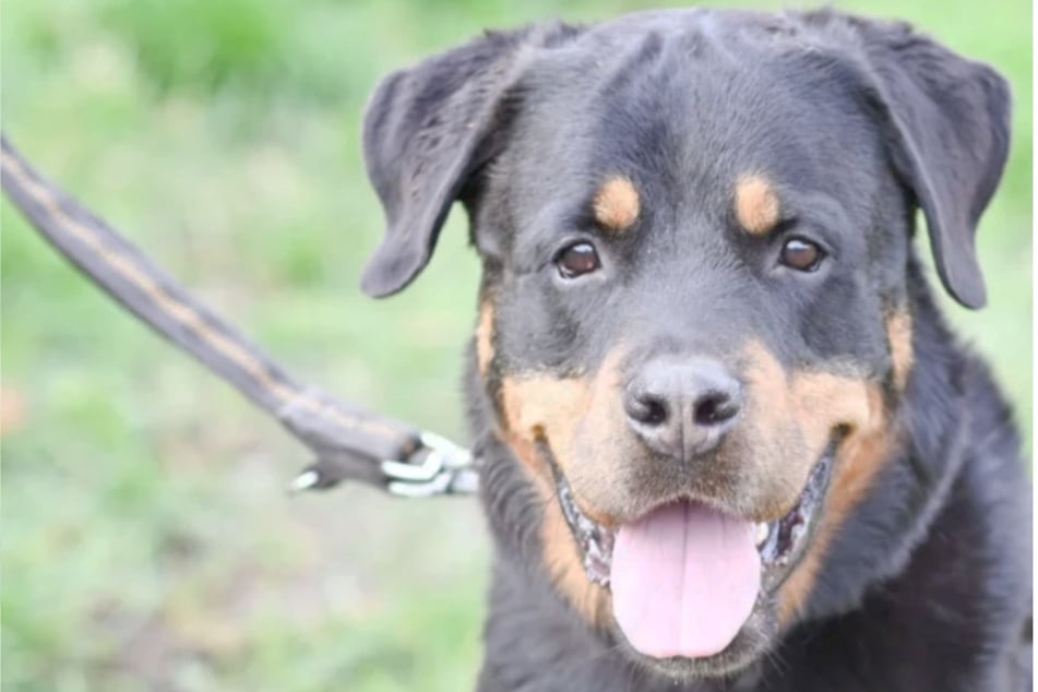 Rottweiler Sulu (6) busca un nuevo hogar.