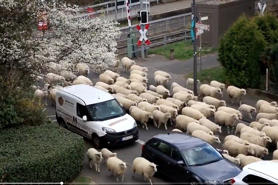 Die große Schafherde wurde von einem Schäfer durch Köln getrieben. Anwohner hielten den Umtrieb im Video fest.