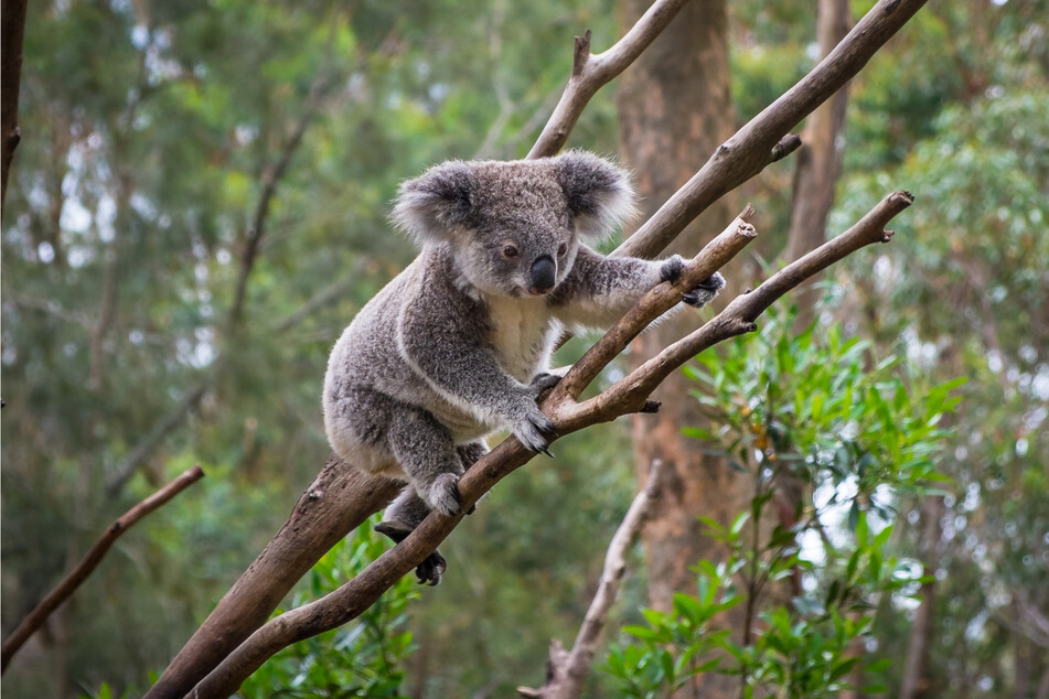 Ein Umweltschützer sagte, das Video sei eine Erinnerung daran, dass die Lebensräume von Koalas stark gefährdet sind. (Symbolbild)