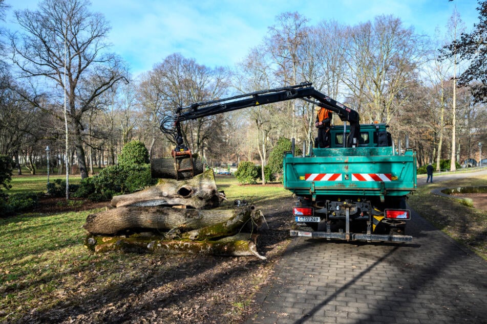 Das Grünflächenamt fällte am Mittwochvormittag die Esche.