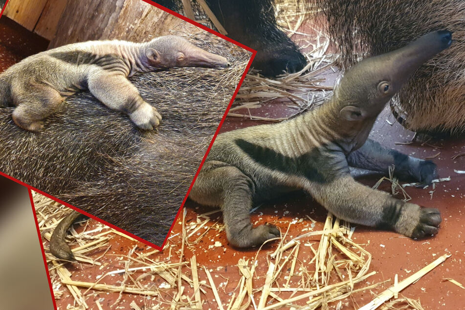 Sensation im Zoo Magdeburg: Ameisenbär-Baby erblickt das Licht der Welt