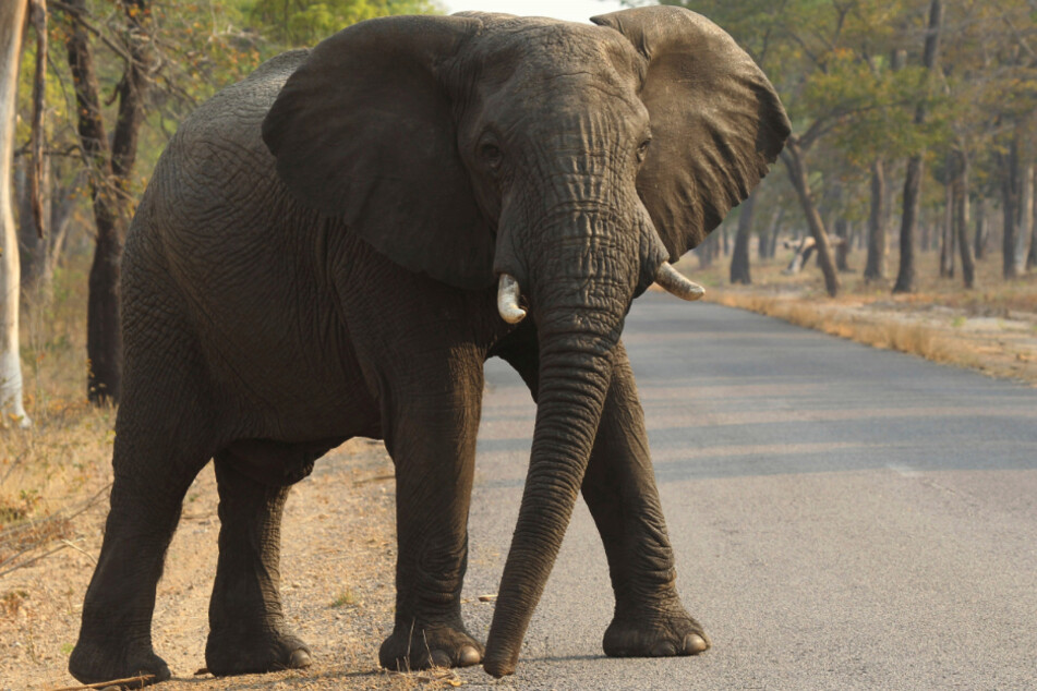 Anders als ein Elefant können die Kurzohrrüsselspringer mit ihrem Rüssel nichts greifen.