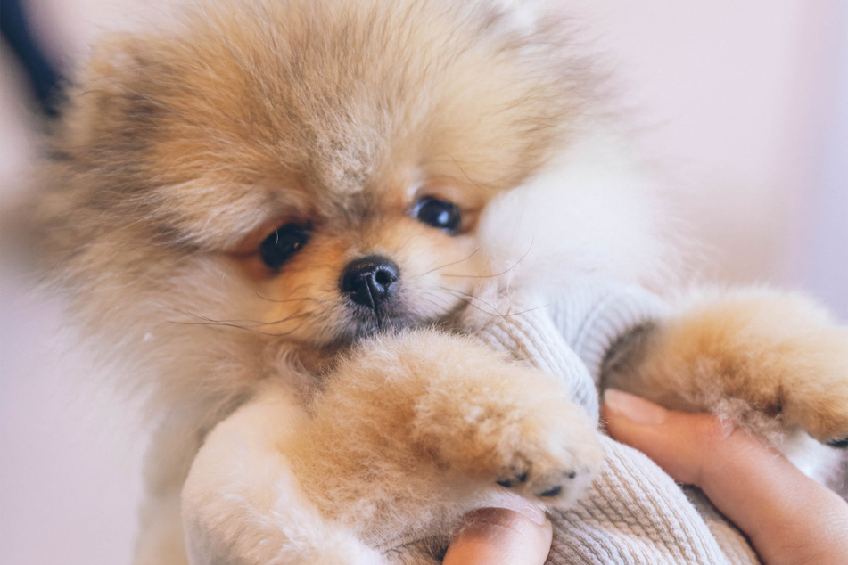 Have you ever seen a creature as friendly looking as the Pomeranian?