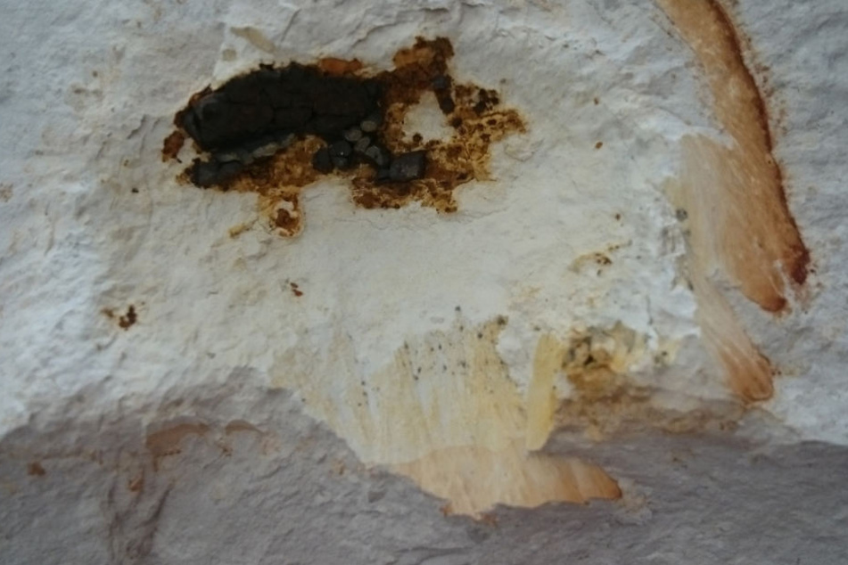 Das etwa zwei Zentimeter lange Bruchstück des Meteoriten von Steinheim auf dem abgebrochenen Stück des Kalksteinblocks aus der Ausstellung des Meteorkrater-Museums Sontheim.