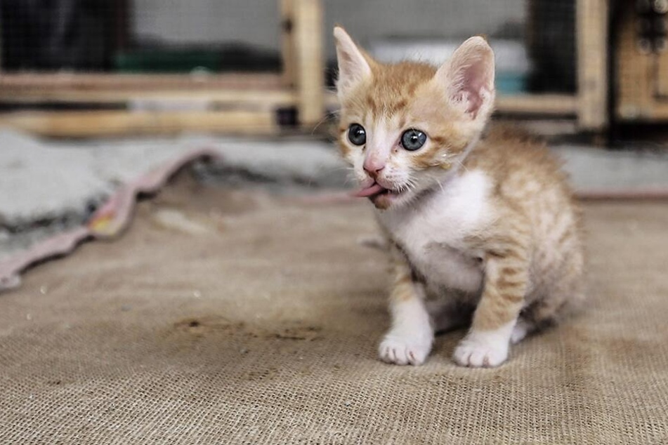 Weil eine 79-Jährige streunende Katzen fütterte soll sie jetzt ins Gefängnis. (Symboldbild)