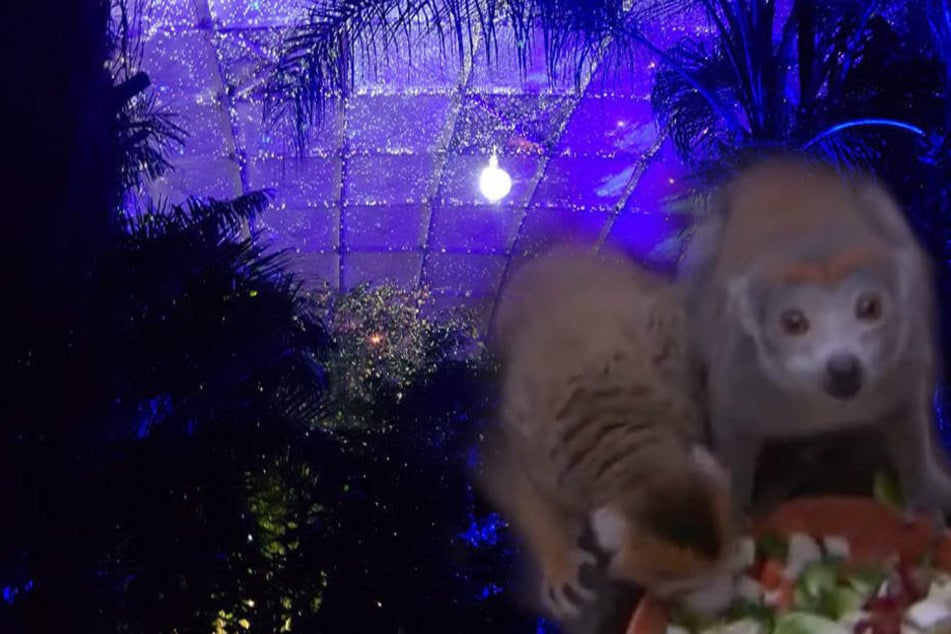 Tropenleuchten im Gondwanaland: Die Besucher waren begeistert, die Tiere nahmen es gelassen.