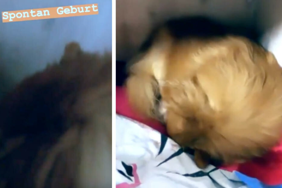 Henning Merten hielt die Spontan-Geburt mit dem Handy fest.