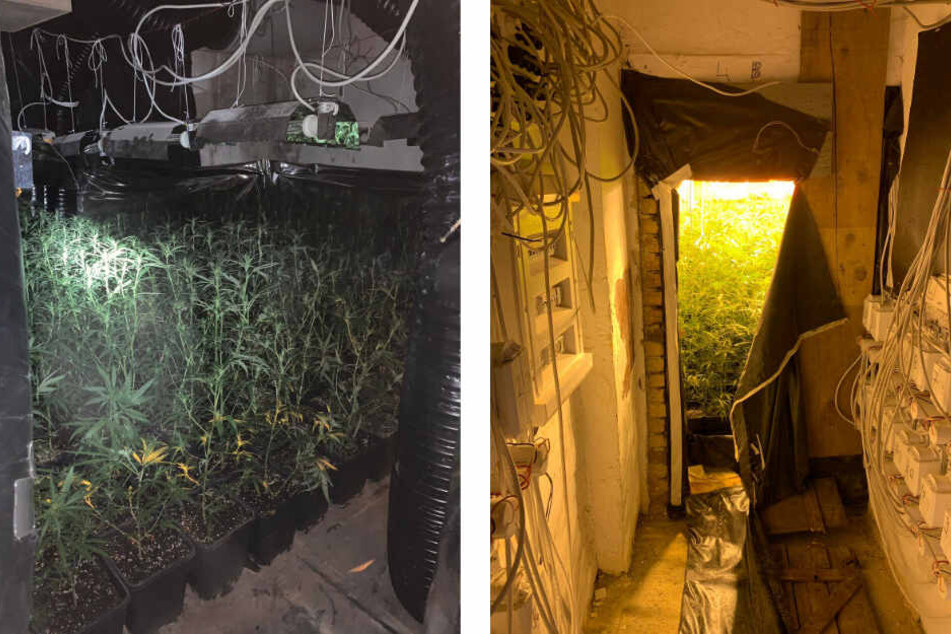 Mehr als 1500 Pflanzen wurden sichergestellt. Jeder Raum des durchsuchten Gebäudes sei für den Aufbau der Plantage genutzt worden.