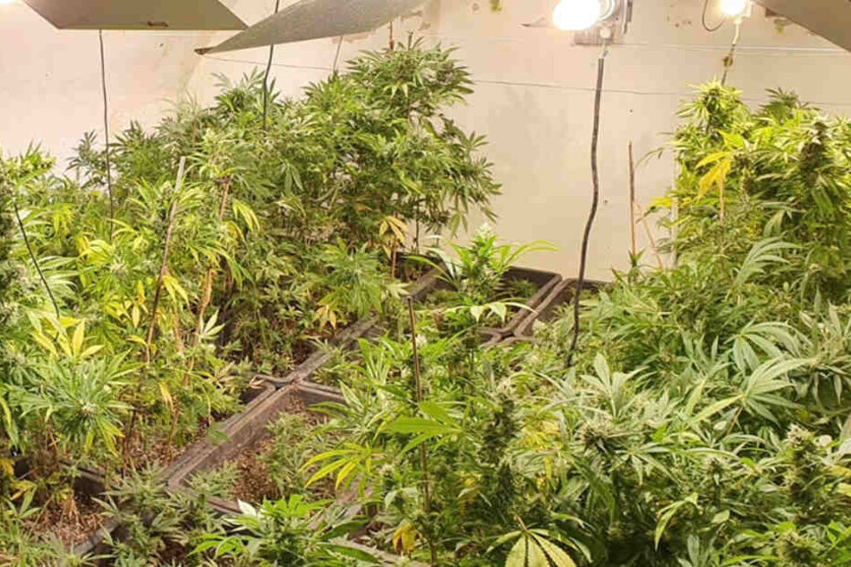 Die Polizisten fanden rund 200 Cannabis-Pflanzen und etwa 80 Setzlinge.