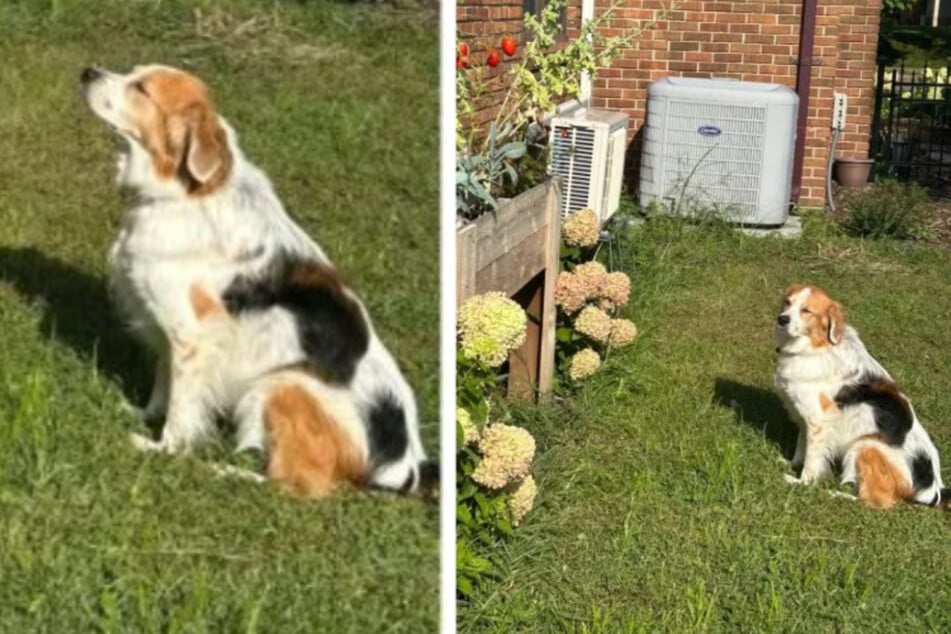 Hündchen Nico mopste sich gern Tomaten aus dem Garten - bis sein Besitzer dem Ganzen einen Riegel vorschob.