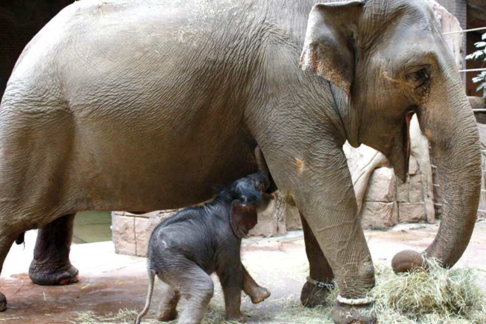 Der Zoo freut sich, dass Hoa ihr Jungtier regelmäßig trinken lässt. Andererseits ist man besorgt, da die Kuh sonst wenig Interesse an dem kleinen Bullen zeigt.