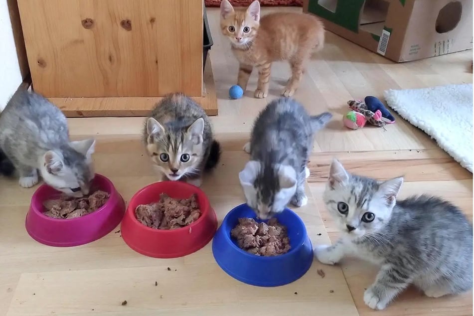 Die Kitten sollen in ihrem neuen Zuhause mindestens einen Spielkameraden im gleichen Alter haben.