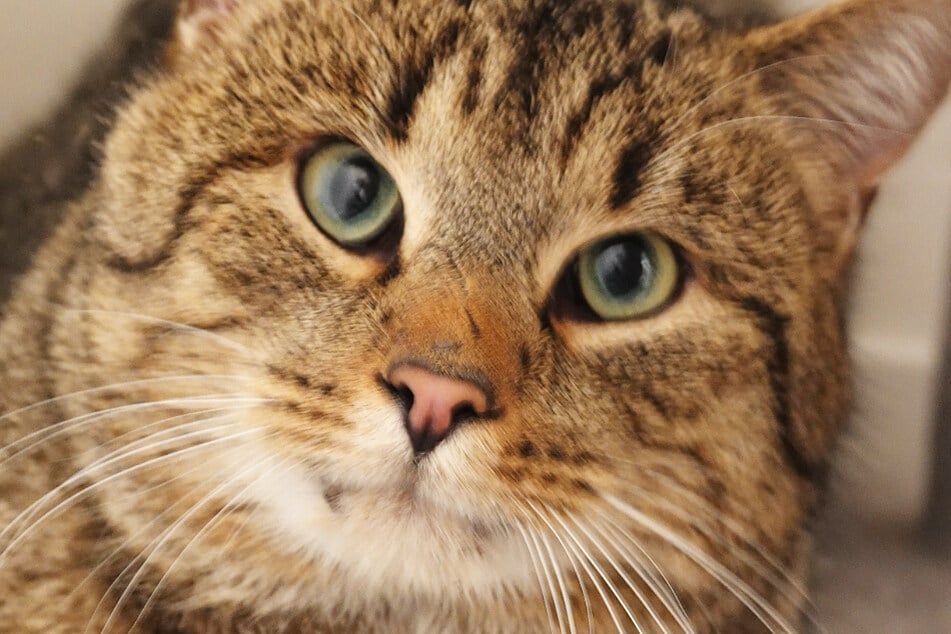 Isamu touží po domově navždy.