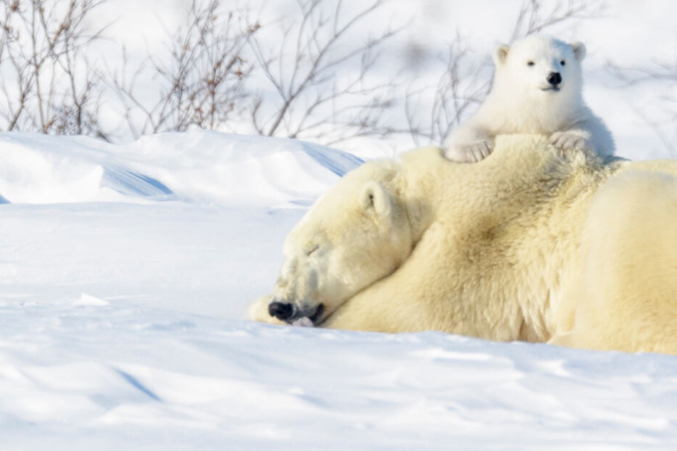 Klimawandel Und Die Folgen Jetzt Werden Erstmals Die Eisbaren Gezahlt 24