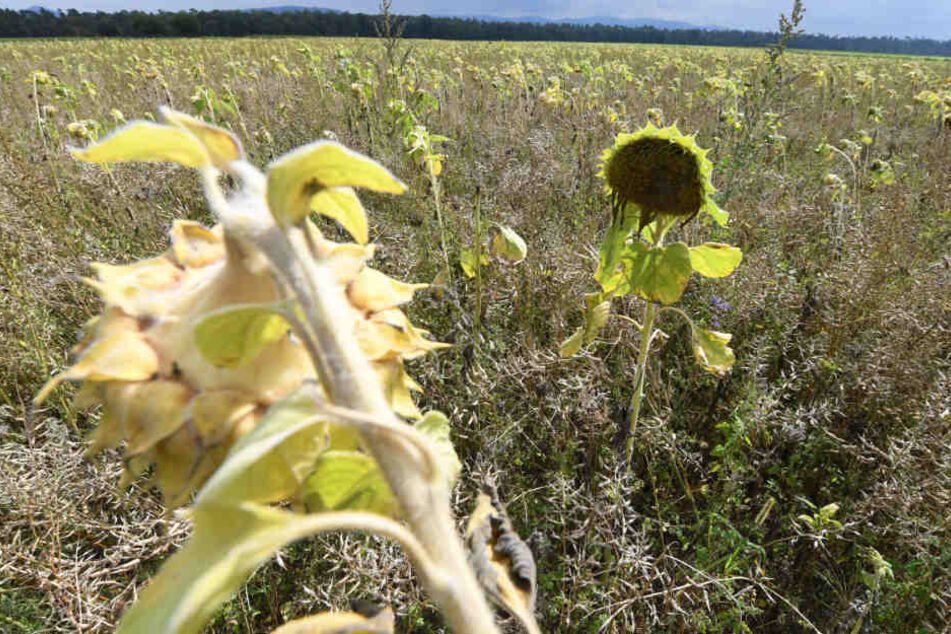 Eine Ackerfläche im Kreis Rastatt. Weil der Boden mit PFC belastet ist, wurde daraus eine Bienenweide gemacht. (Archivfoto)