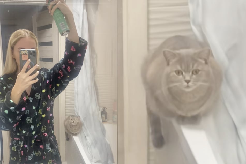 Blondýna se v koupelně upravuje: když vidí reakci své kočky, musí okamžitě natáčet.
