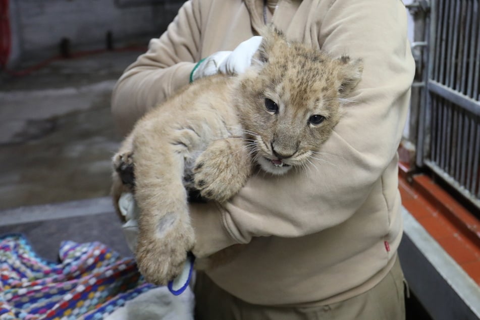 Die drei Asiatischen Löwen-Jungtiere wachsen im Kölner Zoo gesund und munter heran.