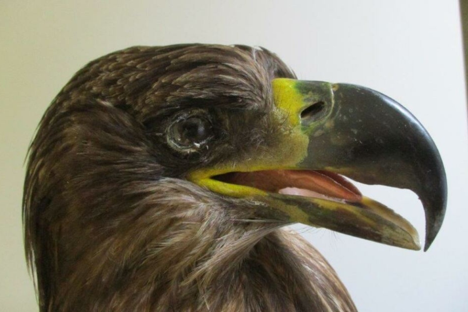 Der Seeadler sollte an einen Liebhaber im Allgäu geschickt werden.