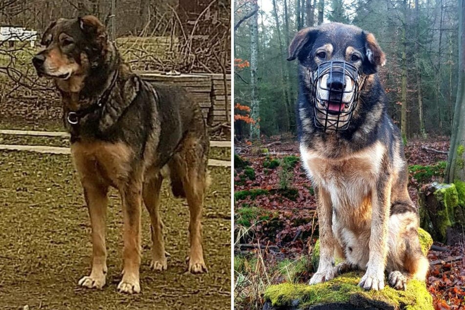 Der Schäferhund-Mischling braucht einen verantwortungsvollen Besitzer, der sich mit Hunden auskennt.