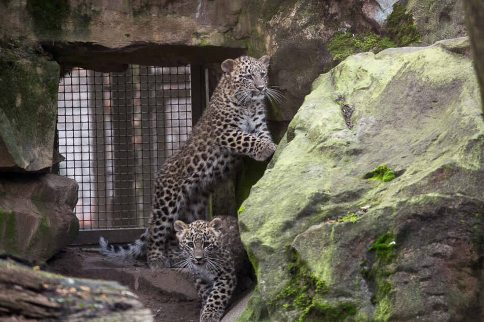 Die jungen Leoparden spielen zeitweise bereits im Freigelände im Kölner Zoo.