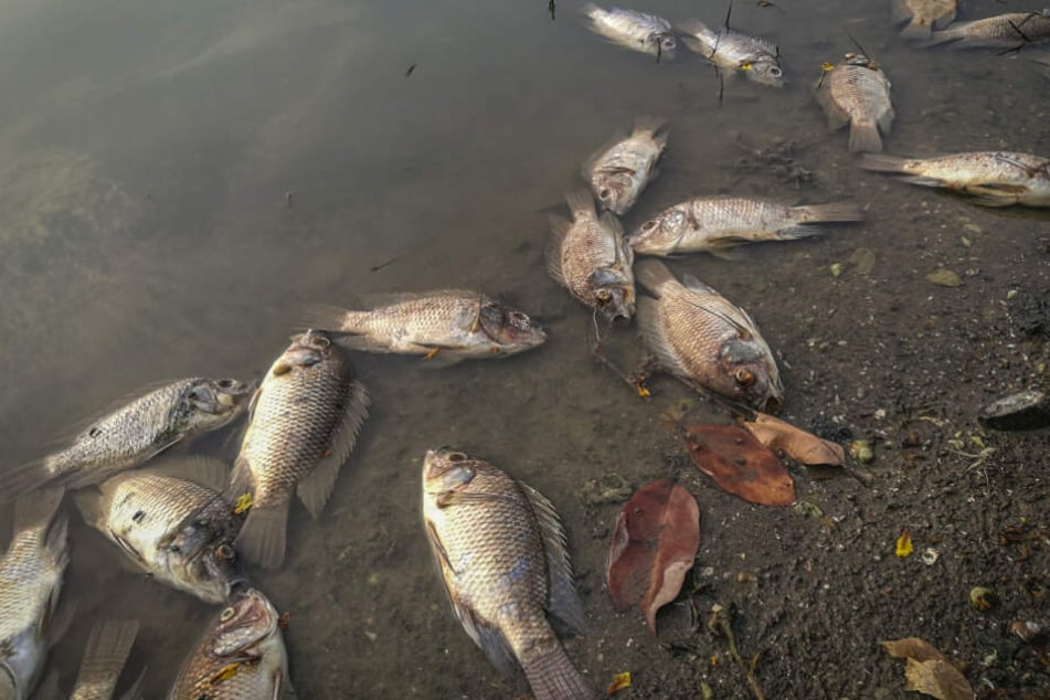 Durch die in die Flüsse gespülte Asche hat in Australien ein großes Fischsterben eingesetzt.
