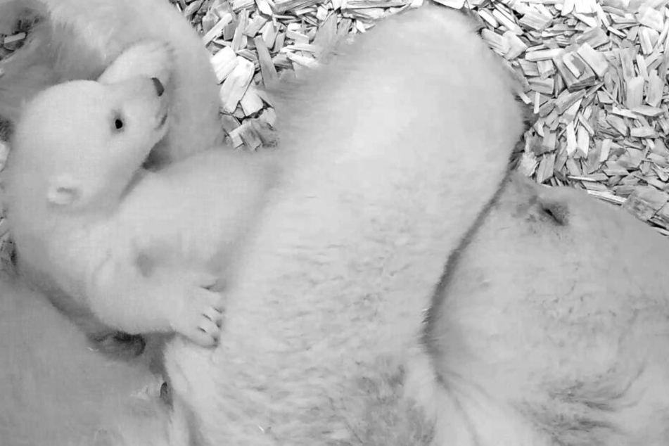 Das Eisbär-Baby wird langsam aktiver.