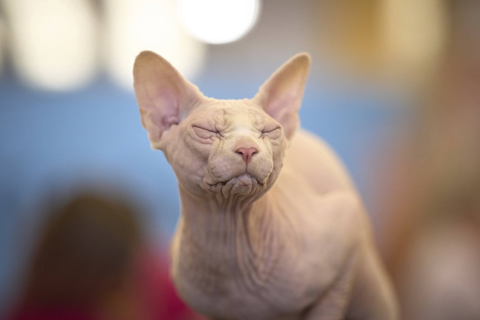 Sphynx-Katzen leiden oft unter ihrer Zucht auf Nacktheit, da sie Krankheiten und Leiden bei den Tieren verursachen kann. (Symbolbild)