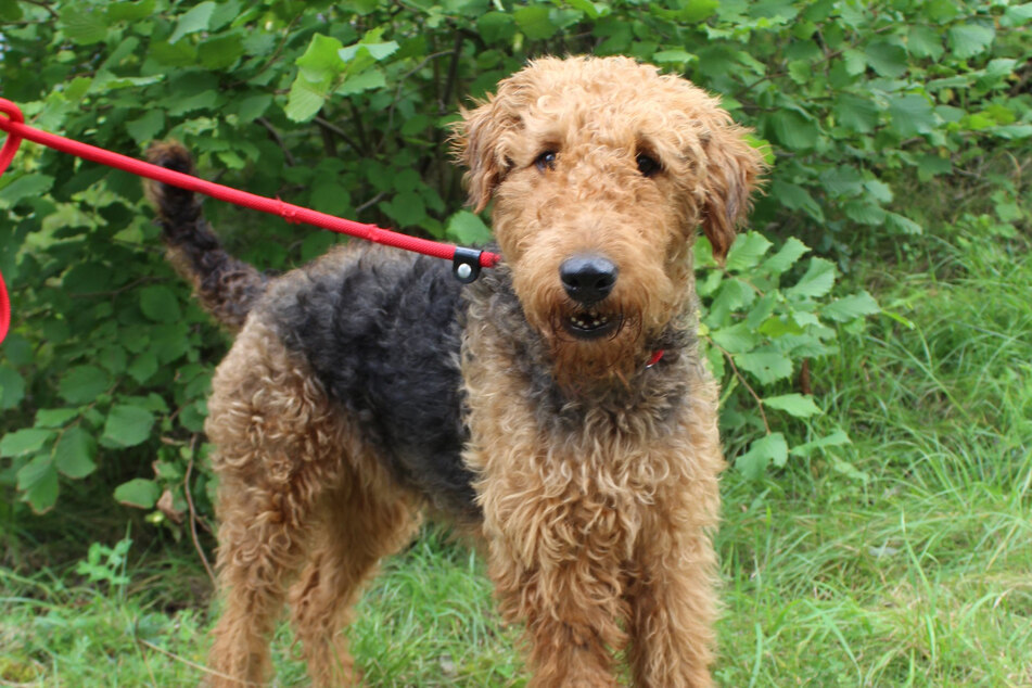 Airedale Terrier "Ella" möchte endlich im Mittelpunkt stehen.