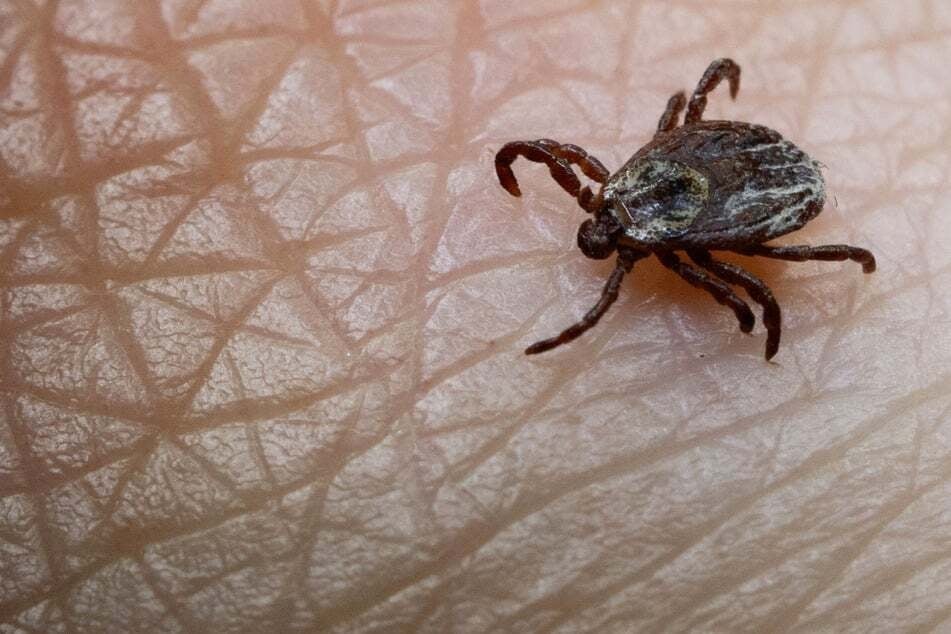 Zecke als unterschätzte Gefahr: Nur rund 23 Prozent der Bevölkerung haben einen aktuellen FSME-Impfschutz. (Symbolbild)