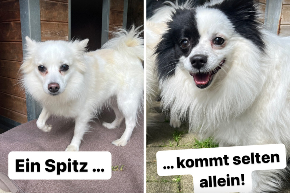 Die Spitz-Mischlinge Leyla und Pablo sind wahre Traumhunde und suchen neue Besitzer.