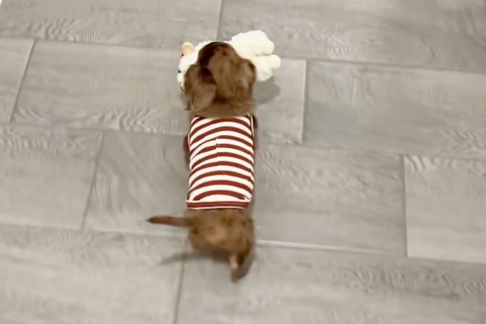 So geht der virale TikTok-Hit: Man zeige einen Zwergdackel mit seinem Kuscheltier.