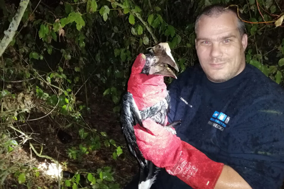 Ein Tierretter hält den eingefangenen Vogel in der Hand. Zuvor soll er bei einem Unfall auf der Autobahn entfolgen sein.