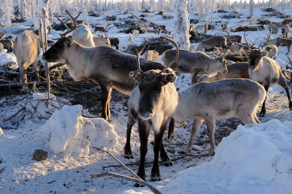 The so-called "zombie disease" is possibly returning to Norway (archive image).