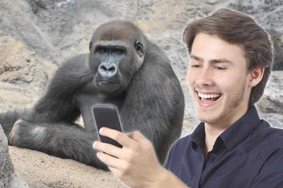 Besucher des Toronto Zoos präsentierten den Gorillas scheinbar häufiger Videos und Fotos auf ihrem Smartphone. Jetzt bitten die Betreiber darum, das zu unterlassen! (Symbolbild)