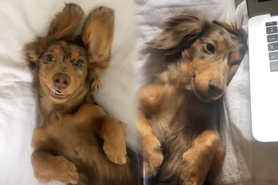 Adorable moment: dachshund waves back at owner!