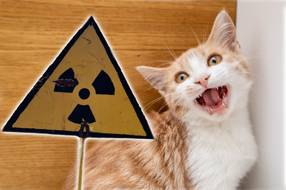 A cat fell into a vat of toxic chemicals, leading to local authorities in the Japanese city of Fukuyama to warn people not to touch or go near it.