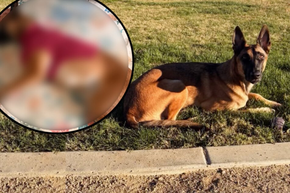 Frauchen kauft ihrem Hund einen Pullover: Doch als dieser ankommt, muss sie lachen