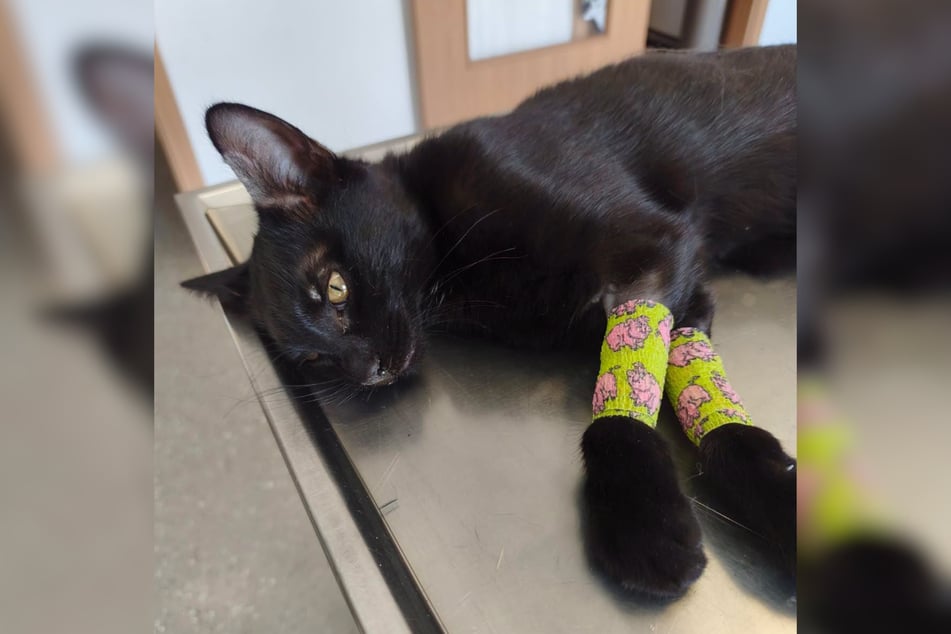 Beim Tierschutzverein "Babyklappe für Hilfe suchende und verwaiste Welpen und Kitten" im hessischen Dipperz ist das für Katzen lebensgefährliche Parvo-Virus ausgebrochen.