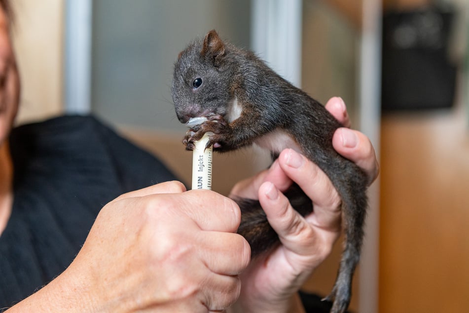Das heimische (Eurasische) Eichhörnchen kann nicht nur rot, sondern auch schwarz sein. So fiel die kleine "Blackberry" der enormen Hitze zum Opfer, weil es im Kobel (Eichhörnchennest) zu heiß für sie wurde.