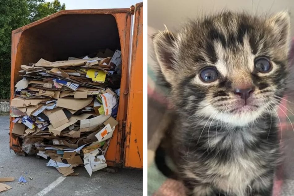 Kleine Katze steckt in Recycling-Container fest: Als Tierretter anrücken, sind sie perplex