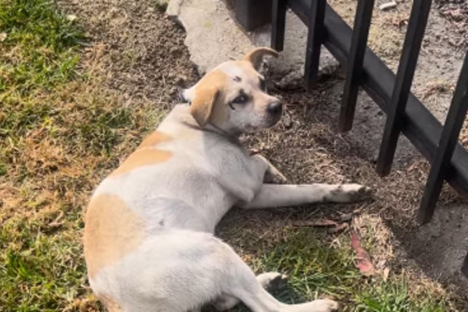 Der kleine Hund war von einem Auto angefahren worden.