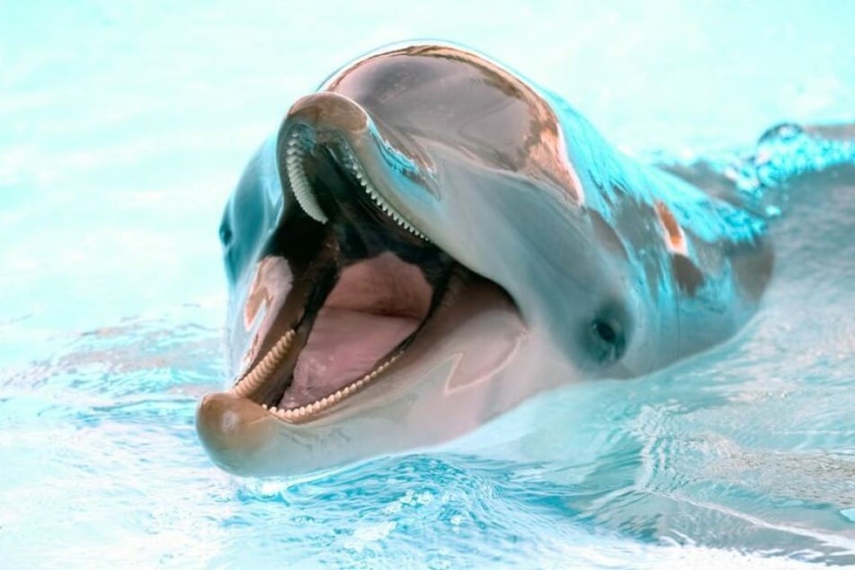 Delfine können laut einer Studie einen richtigen Orgasmus erleben. (Symbolbild)