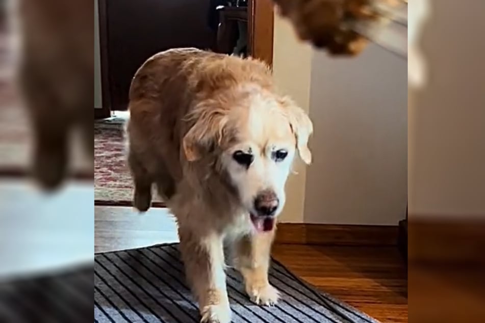 El Golden Retriever "Happy" vino saltando feliz cuando su dueño le puso delante de la nariz una deliciosa albóndiga.