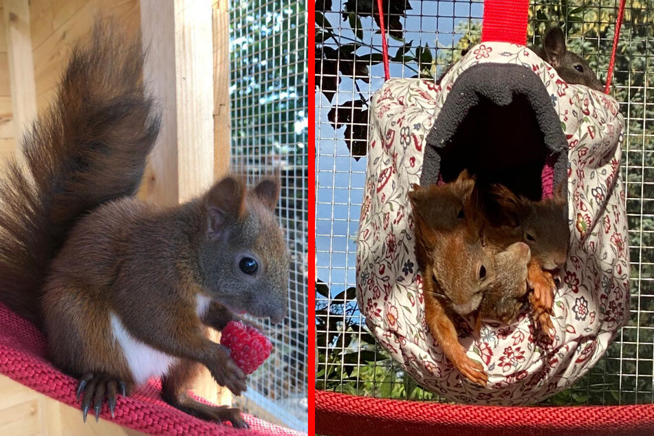 Eichhörnchen Asterix fühlt sich pudelwohl - würde das Glück aber gern teilen (F.l.). Vergangenes Jahr war das Gehege bei der Eichhörnchen-Mama noch rappelvoll (F.r.).