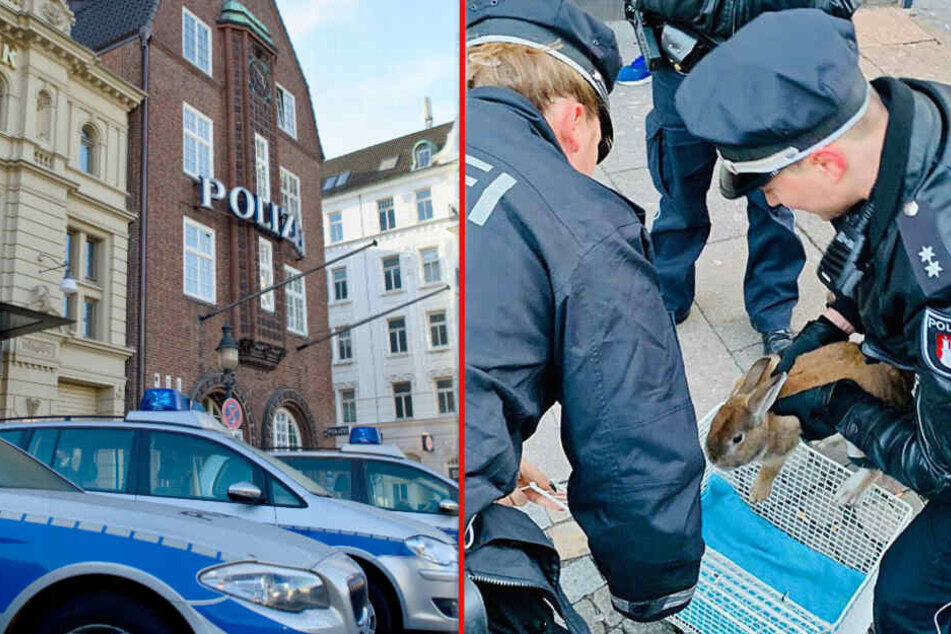 Ein Herz für Rammler: Polizei jagt flotten Hasen auf der Reeperbahn!