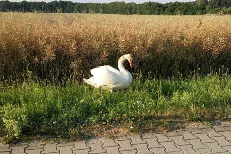 Über Stunden hinweg saß dieser ratlose Schwan auf dem Trockenen.